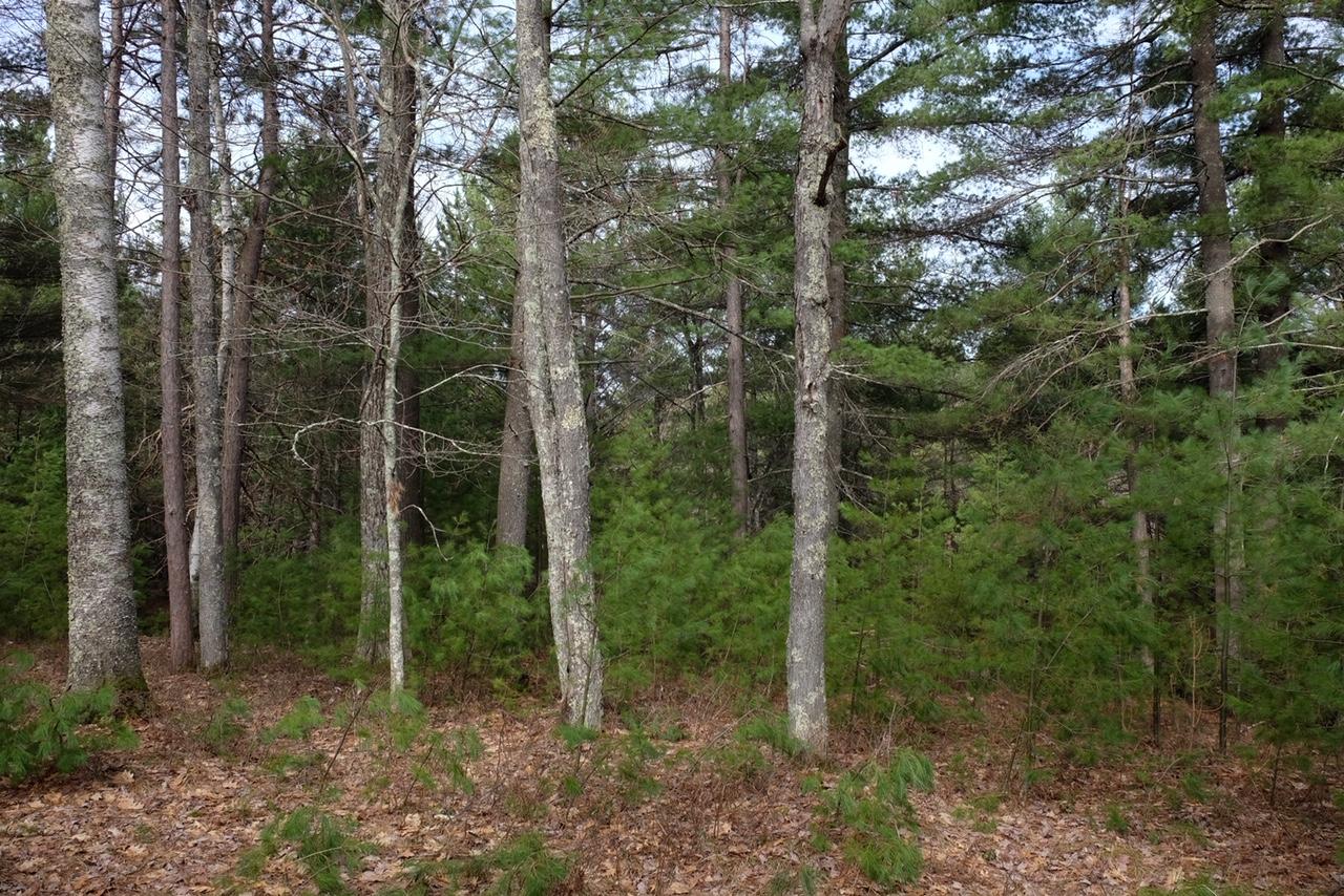 On Falcon Ridge, Unit 3 Minocqua, WI 54548 - Photo 3 of 5 Gallery Image 3