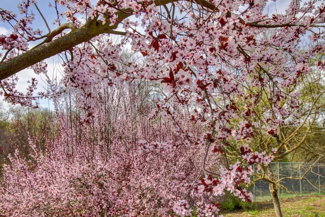 $3,400,000 | 2400 East Tiffany Lane, Sacramento, CA 95827