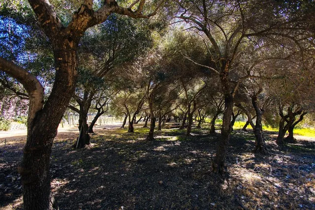 $15,500,000 | 1001 Silverado Trail South, St. Helena, CA 94574