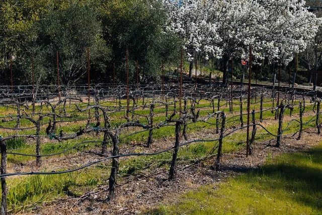 $15,500,000 | 1001 Silverado Trail South, St. Helena, CA 94574