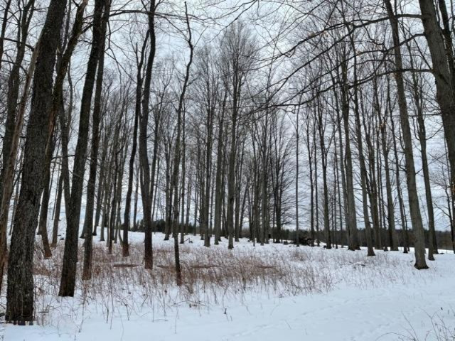 75-acres State Road Chase, MI 49623 - Photo 16 of 42 IMG_2444
