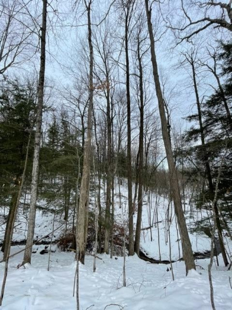 75-acres State Road Chase, MI 49623 - Photo 22 of 42 IMG_2451