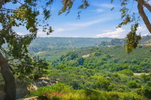 a view of a garden with a tree