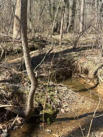 a view of a yard with plants and trees