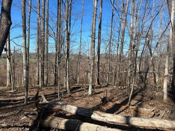 a view of a yard with large trees