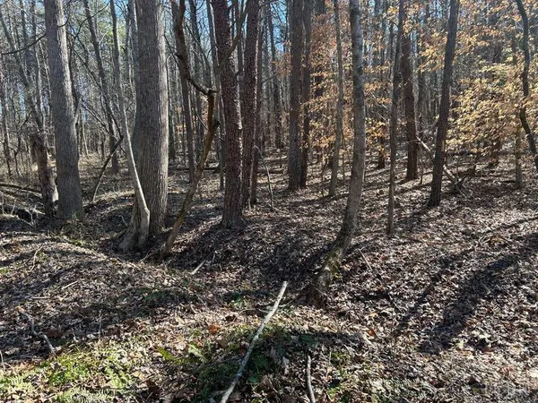 a view of a forest with lots of trees