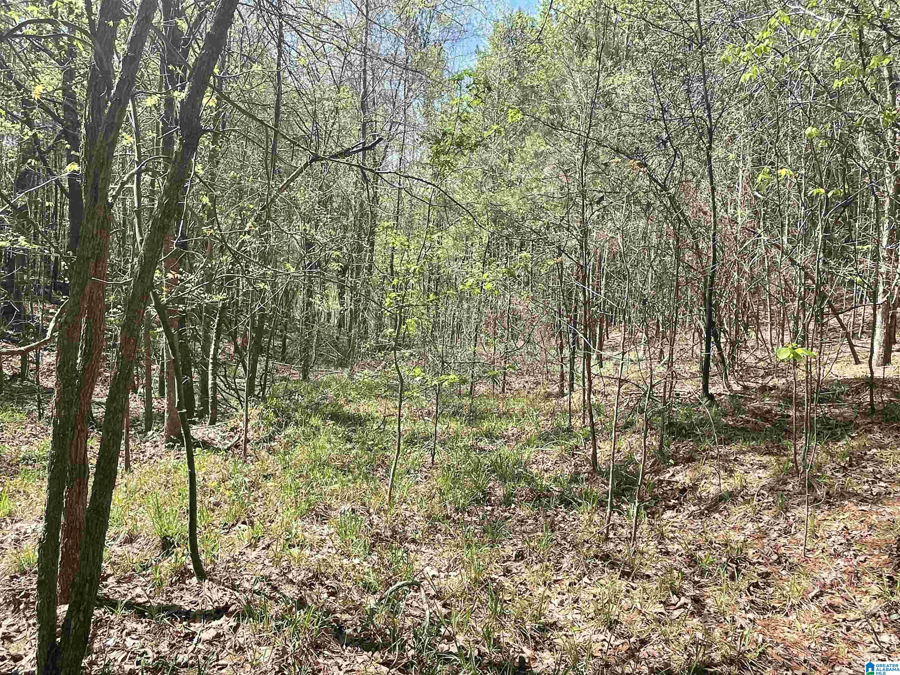 216 Highway Vance Al Vance, AL 35490 - Photo 4 of 8