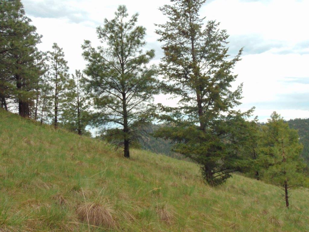 Tbd Shady Spring Lane Cascade, MT 59421 - Photo 23 of 78 Gallery Image 23