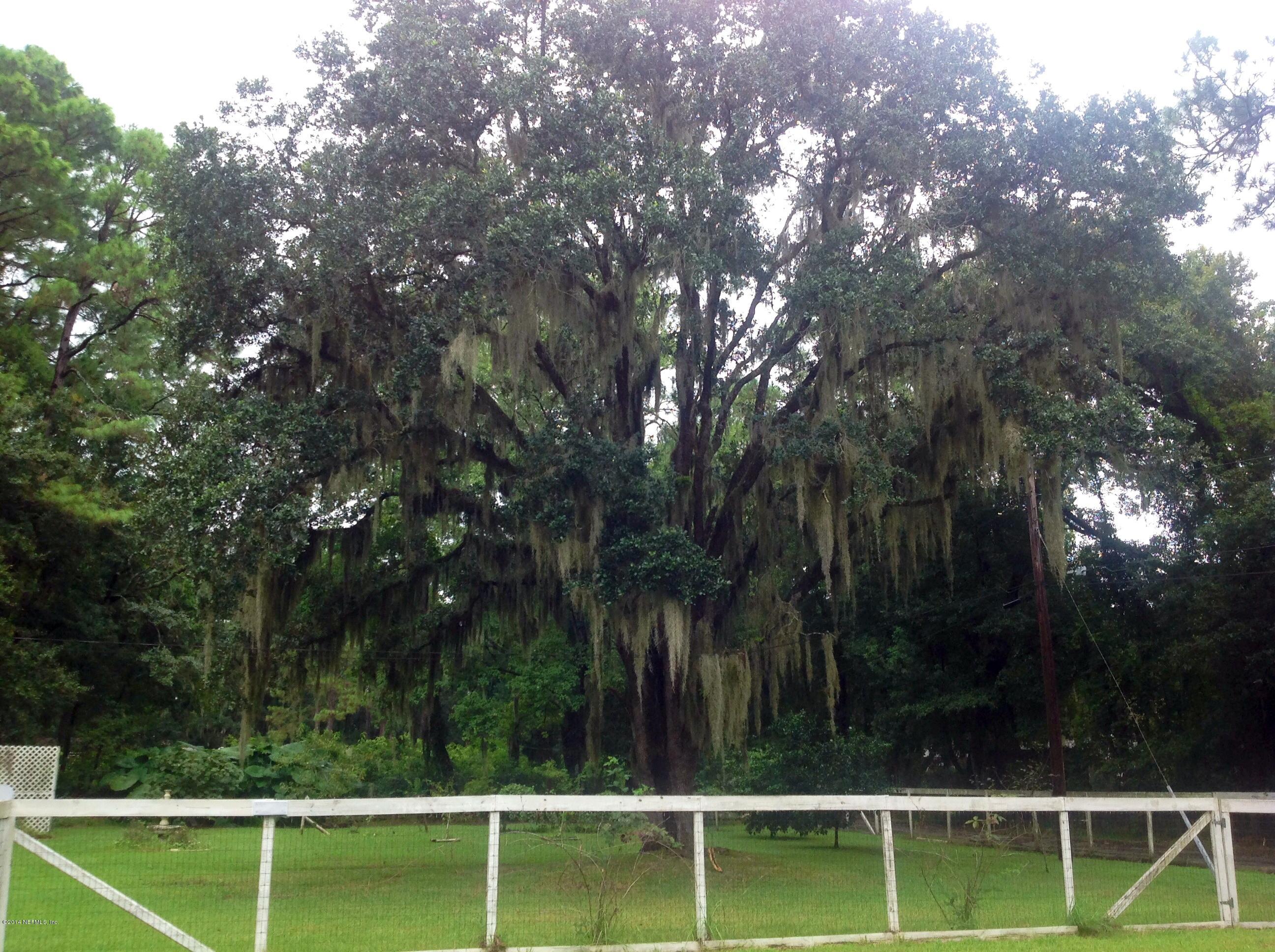 3451 Capper Road Jacksonville, FL 32218 - Photo 40 of 40 Majestic tree