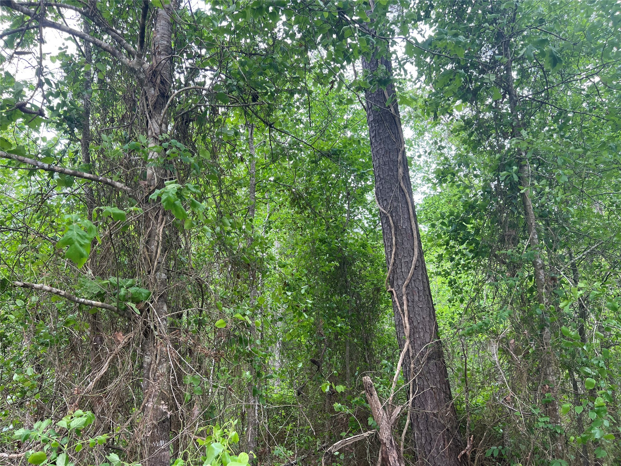 0 Cemetery Road Liberty, TX 77575 - Photo 2 of 6 a view of forest