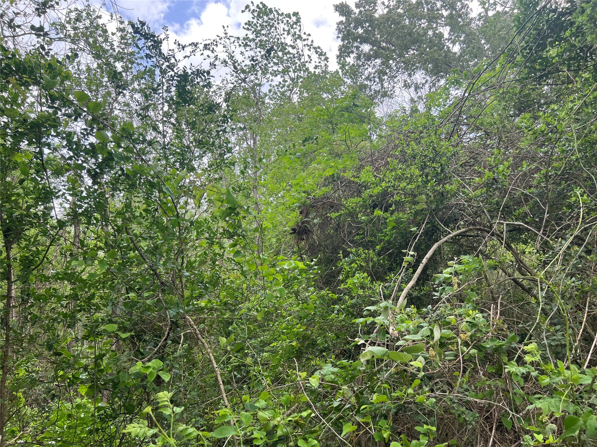 0 Cemetery Road Liberty, TX 77575 - Photo 3 of 6 a view of a lush green forest