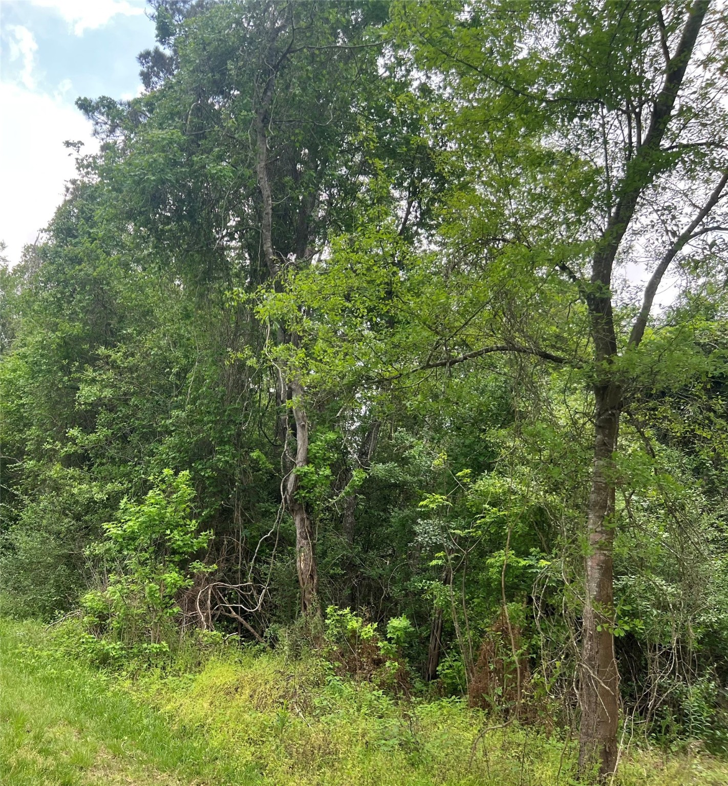 0 Cemetery Road Liberty, TX 77575 - Photo 5 of 6 a view of a lush green forest