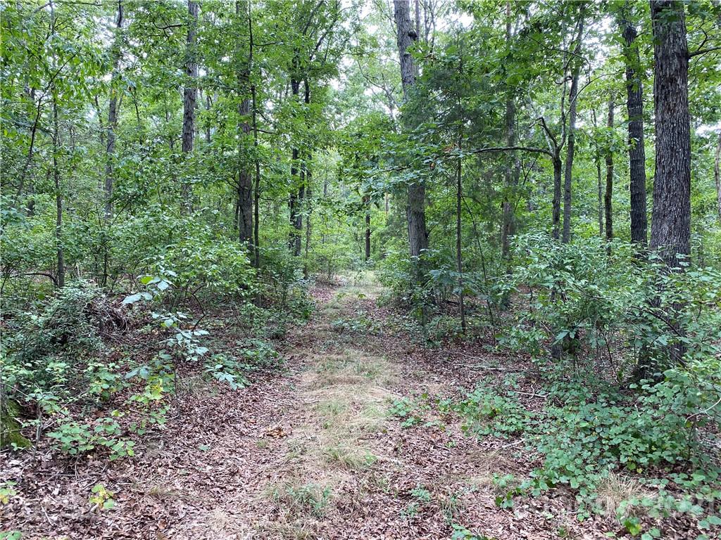 0 Shelf Road Marshville, NC 28103 - Photo 4 of 11 a view of a forest that has large trees