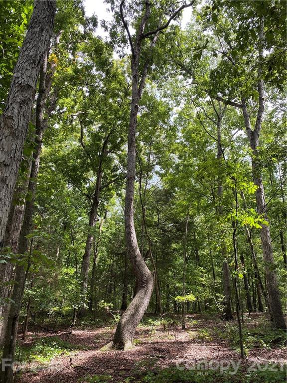 0 Shelf Road Marshville, NC 28103 - Photo 6 of 11 a backyard of a house with lots of trees