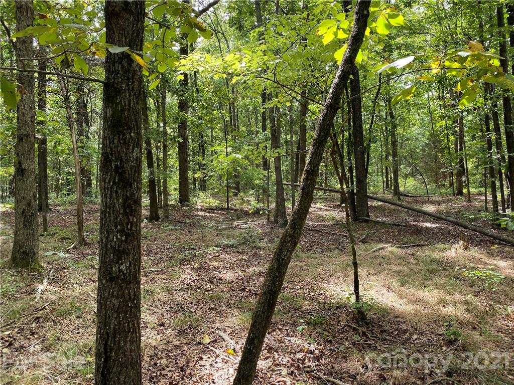 0 Shelf Road Marshville, NC 28103 - Photo 7 of 11 a view of a forest filled with trees