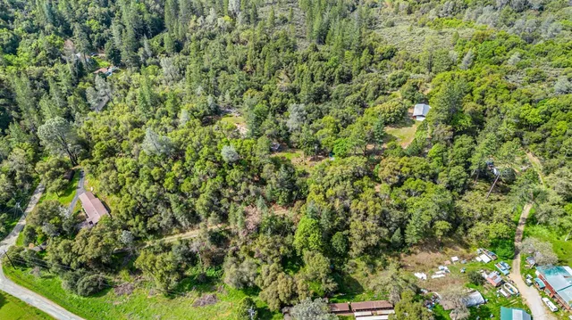 a view of a lush green forest