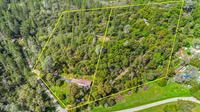 a view of a yard with plants and large trees