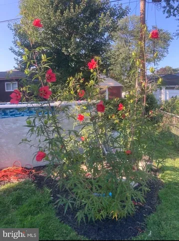 a flower plants sitting in a yard with potted plants