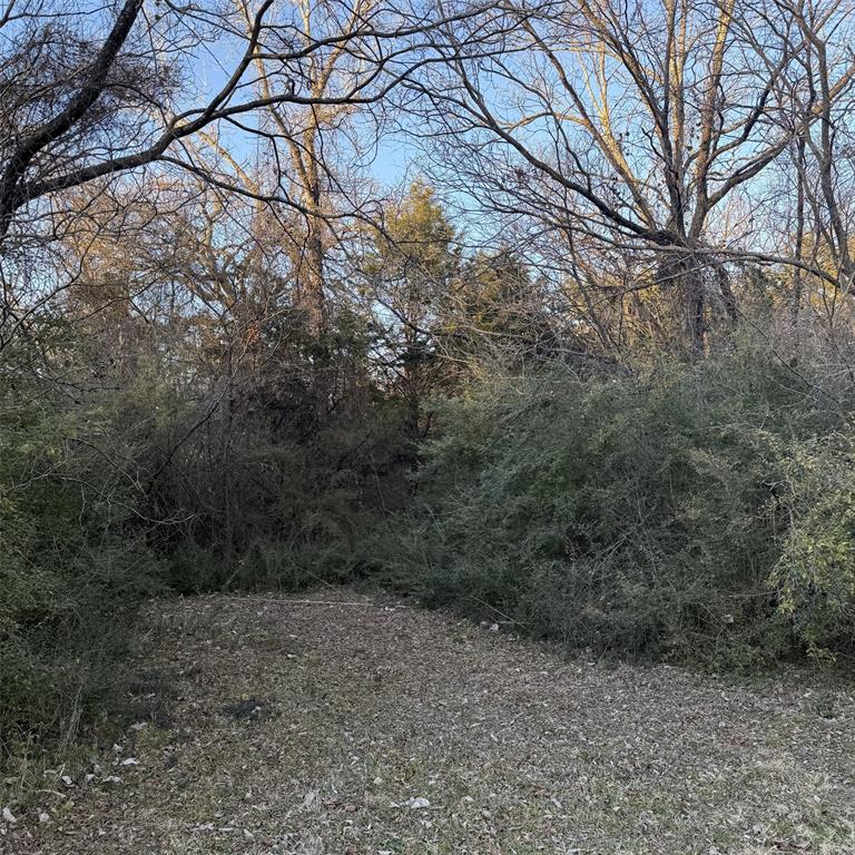 a view of a forest with lots of trees