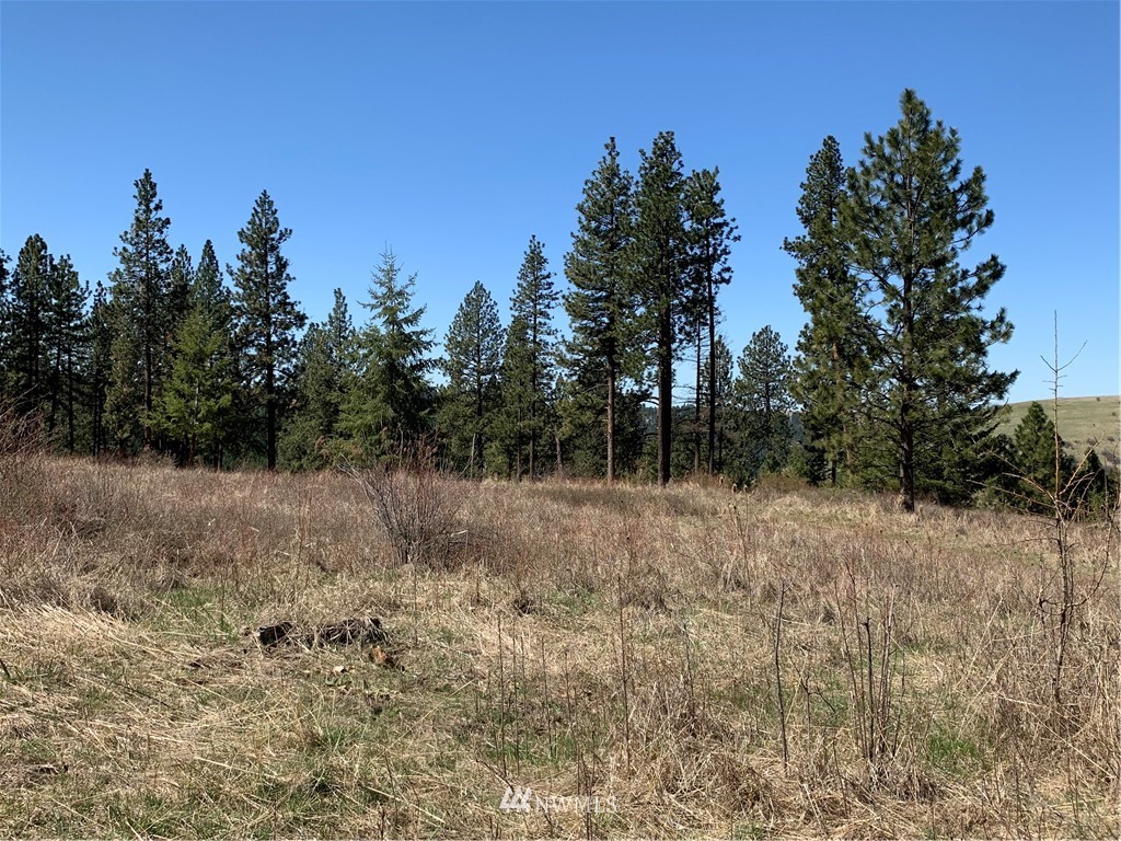 0 Wildhorse Road Adams, OR 97810 - Photo 14 of 37 a view of a dry yard with trees in the background