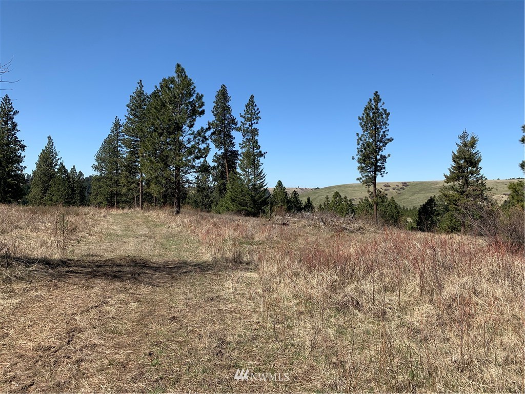 0 Wildhorse Road Adams, OR 97810 - Photo 3 of 37 a view of a dry yard with trees