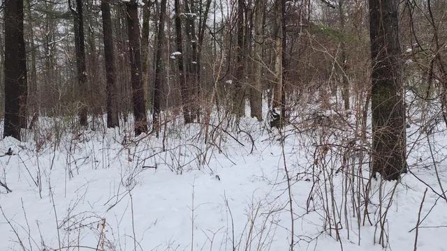 $50,000 | 6908 East 18th Street, White Cloud, MI 49349