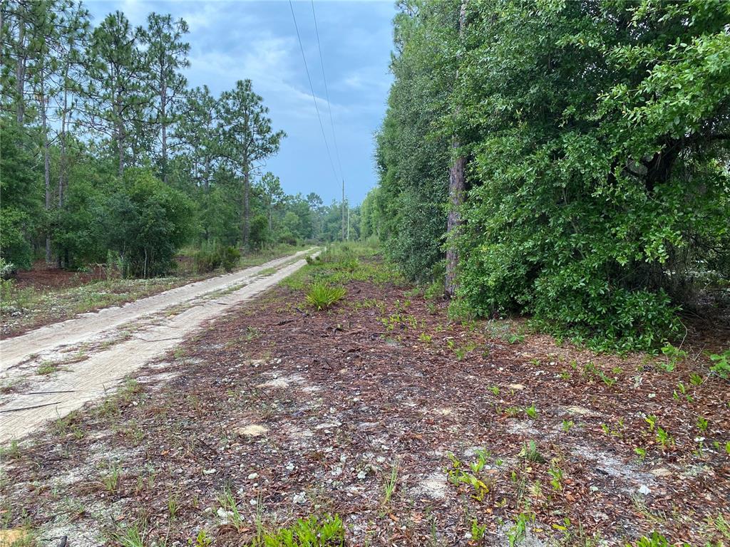 a view of a yard with a tree