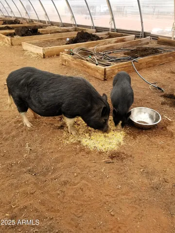 a flower plants in front of flowers