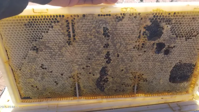 $475,000 | 242 County Road, Concho, AZ 85924