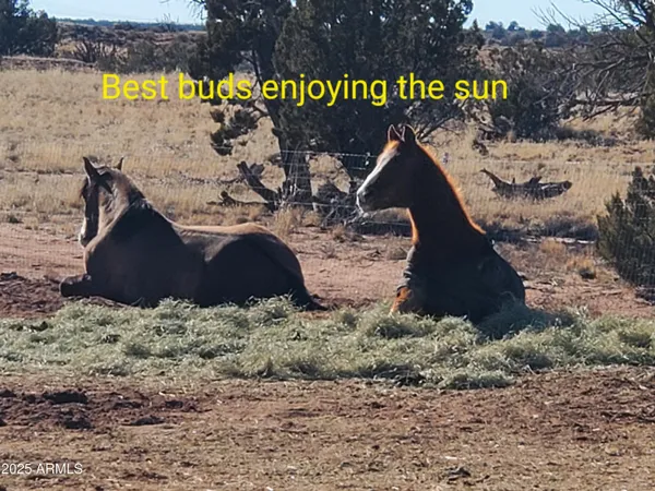 $440,000 | 242 County Road, Concho, AZ 85924