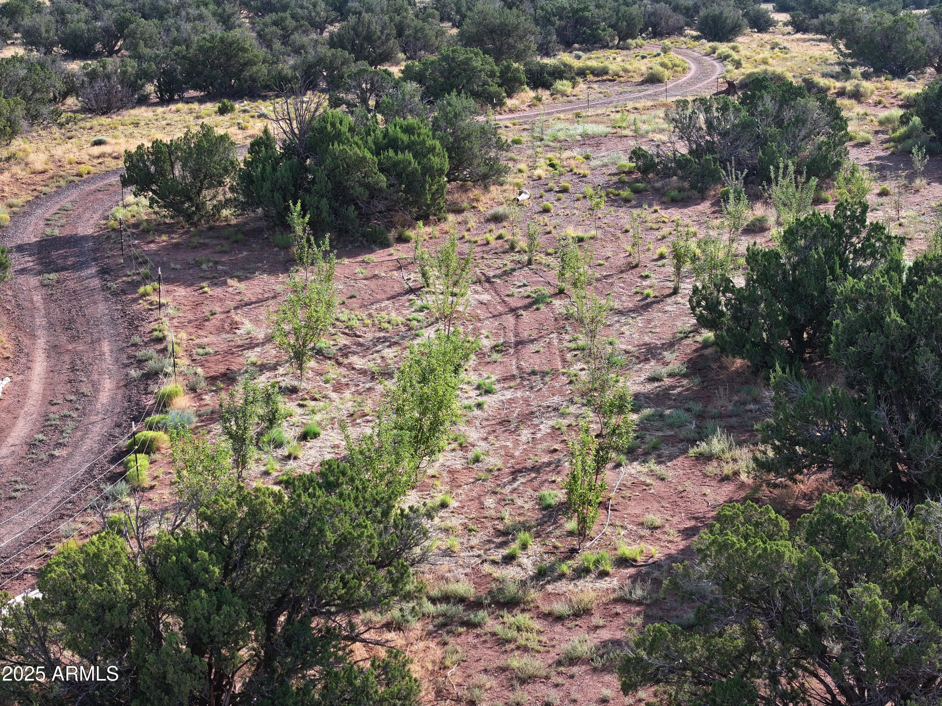 242 County Road Concho, AZ 85924 - Photo 47 of 63 a view of a yard with plants and large trees