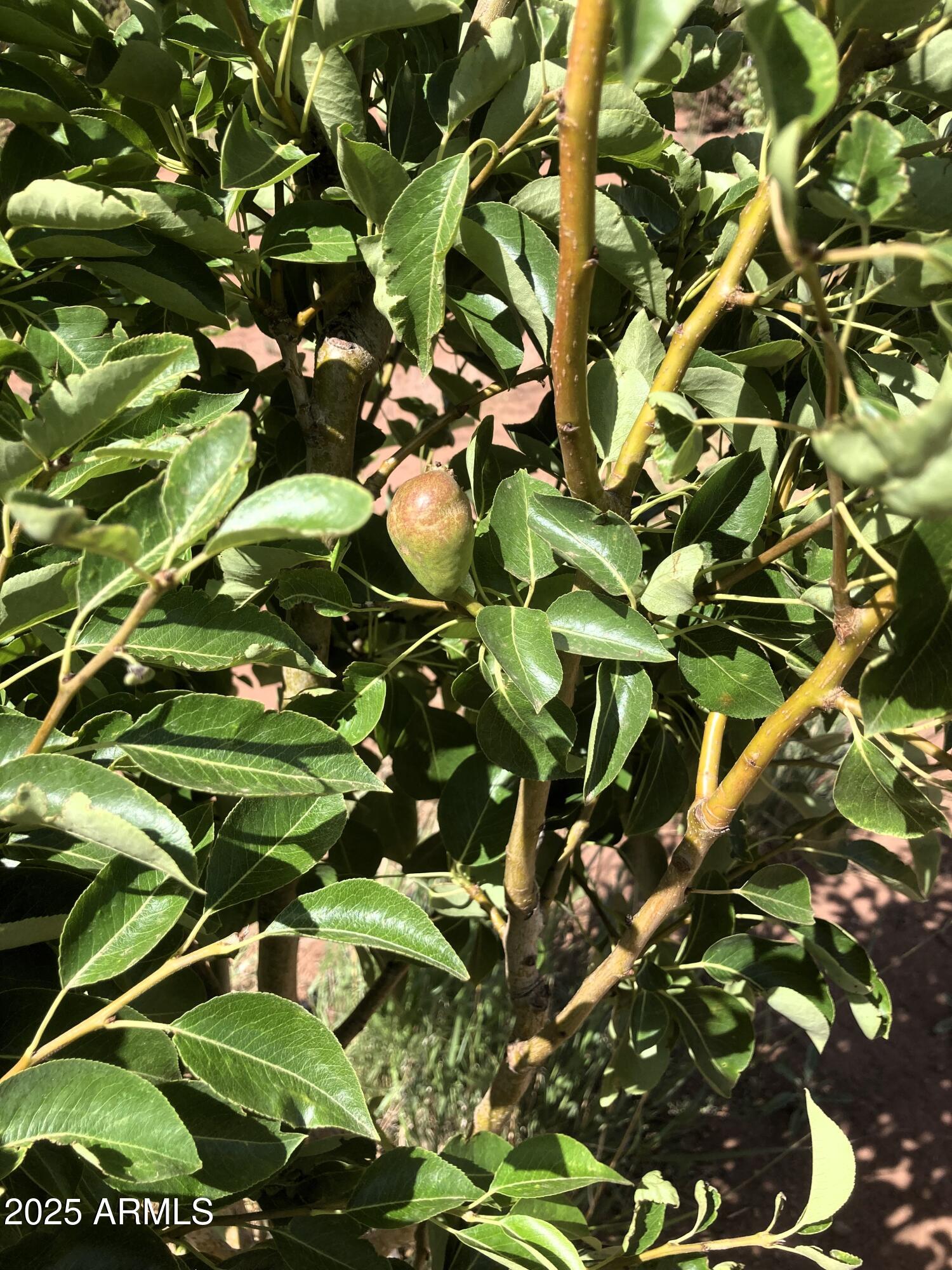 242 County Road Concho, AZ 85924 - Photo 48 of 63 Pear.