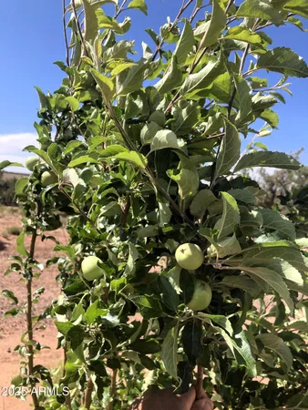 $440,000 | 242 County Road, Concho, AZ 85924