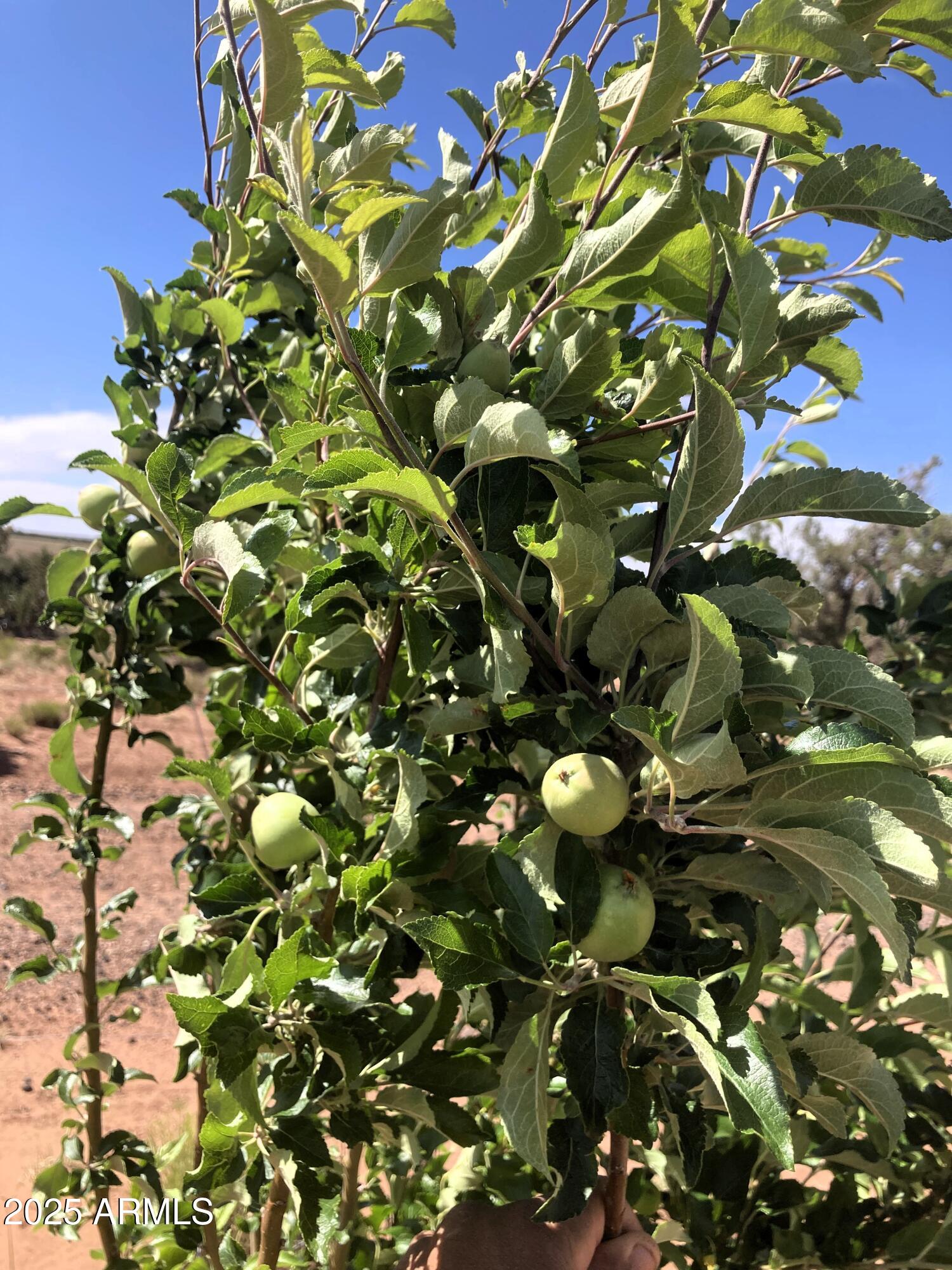 242 County Road Concho, AZ 85924 - Photo 49 of 63 Apples.