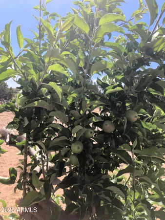 $440,000 | 242 County Road, Concho, AZ 85924