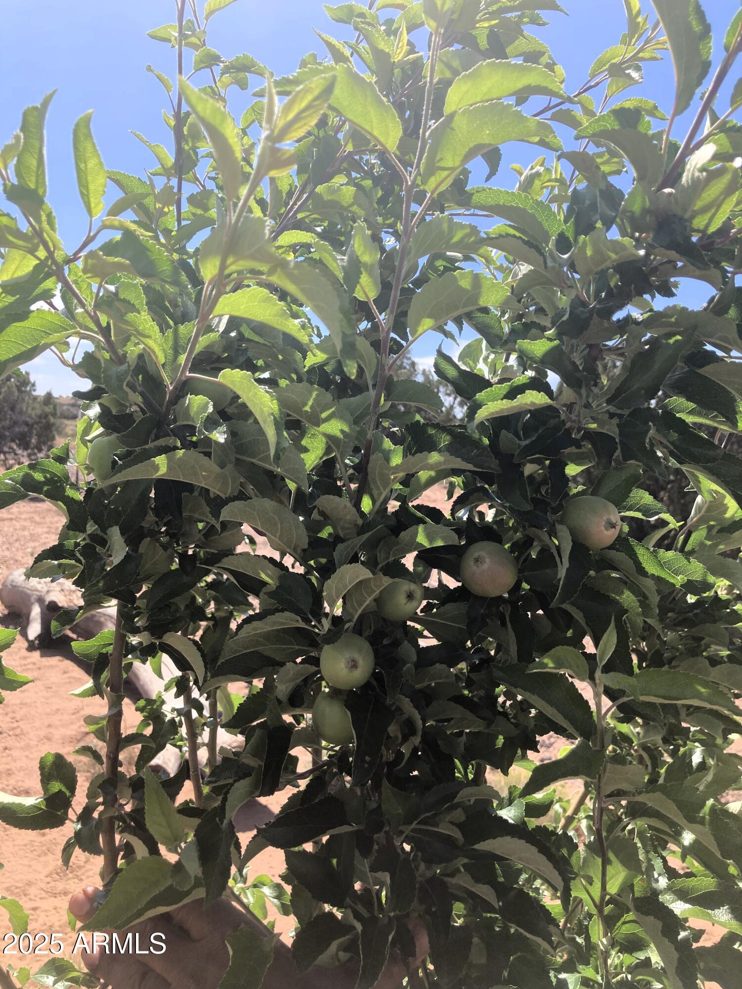 242 County Road Concho, AZ 85924 - Photo 50 of 63 Apples.