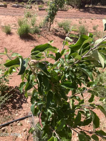 $470,000 | 242 County Road, Concho, AZ 85924