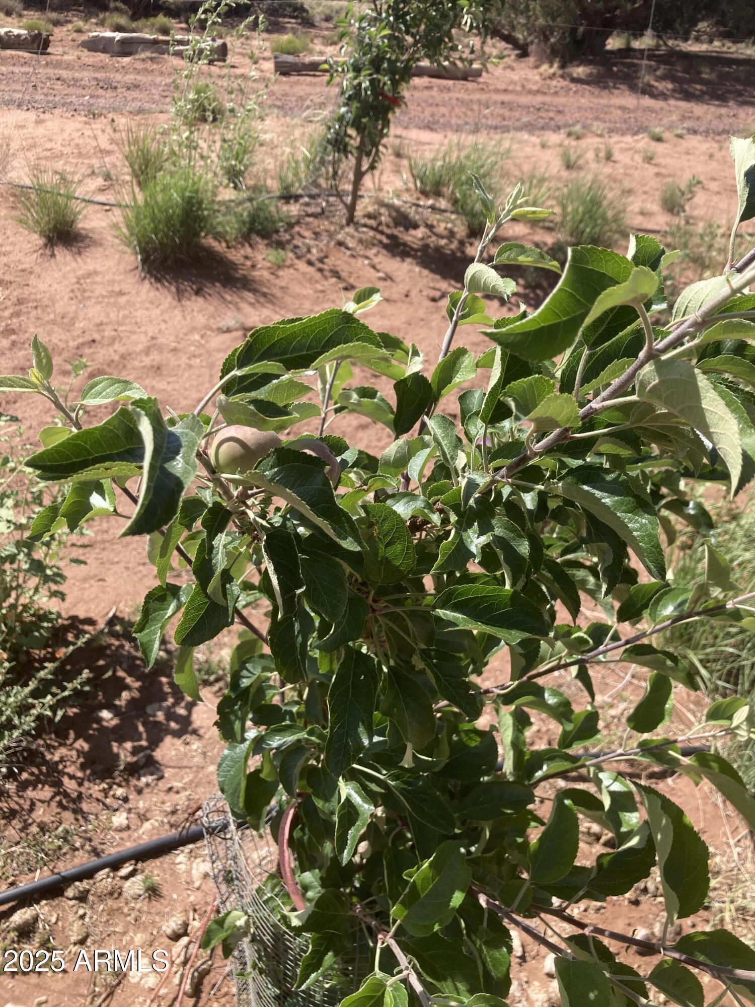 242 County Road Concho, AZ 85924 - Photo 51 of 63 Apples.