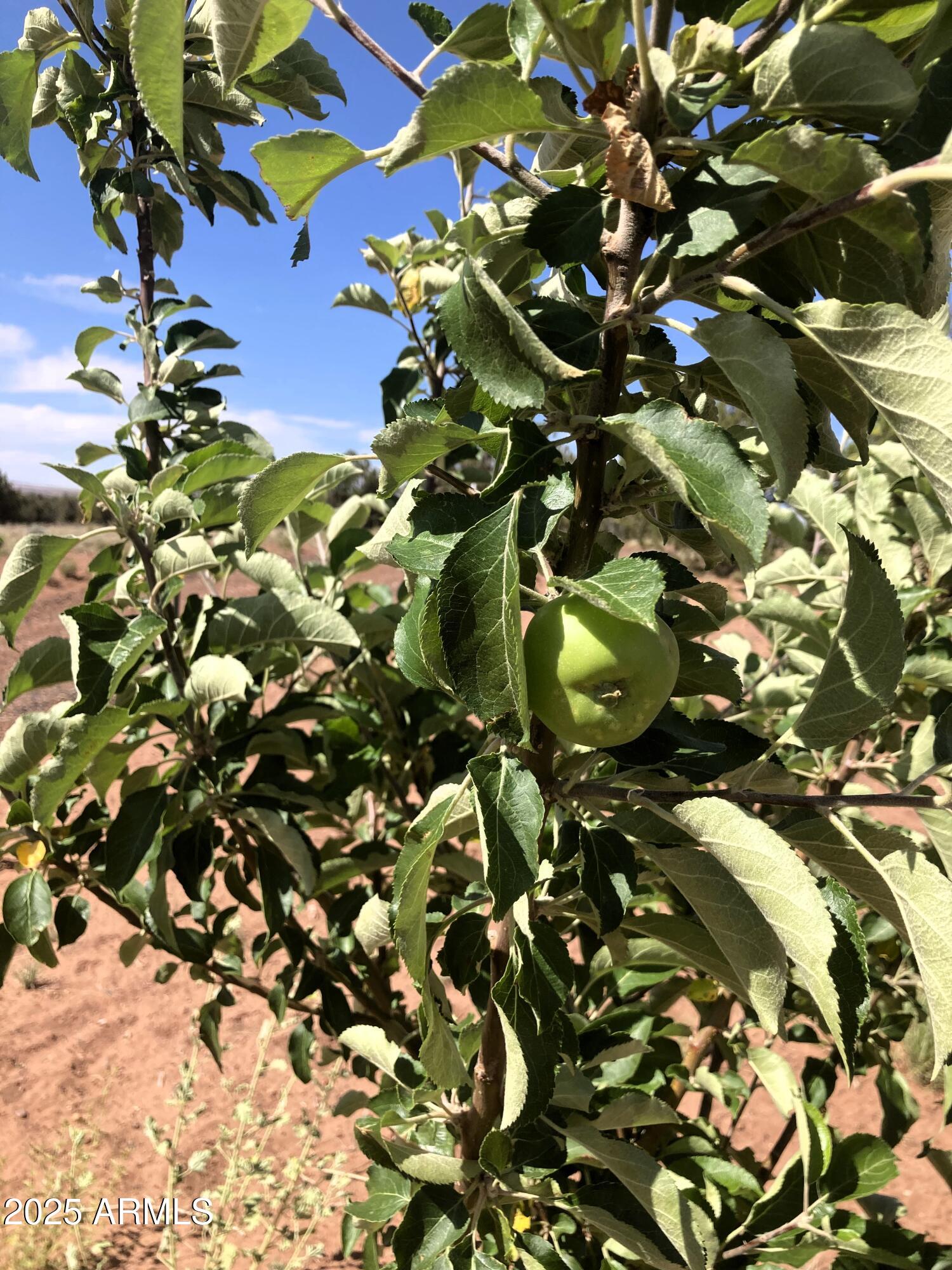 242 County Road Concho, AZ 85924 - Photo 52 of 63 And more apples.