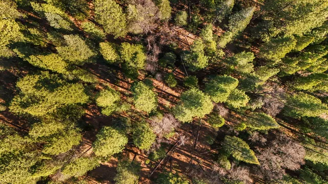 $875,000 | 32833 Highway 44, Shingletown, CA 96088