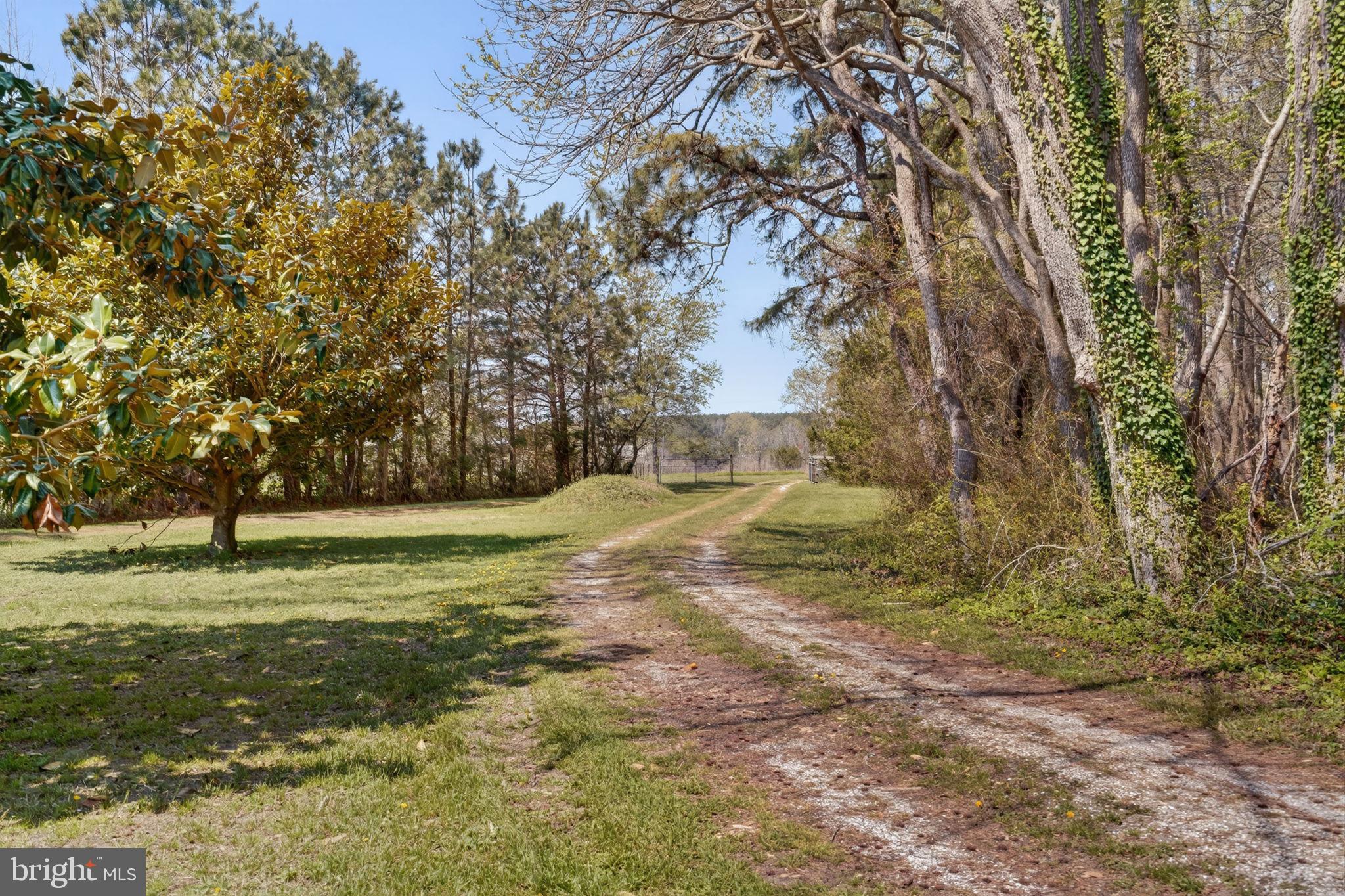 14123 Winterville Road Bloxom, VA 23308 - Photo 47 of 84 a view of a yard with trees