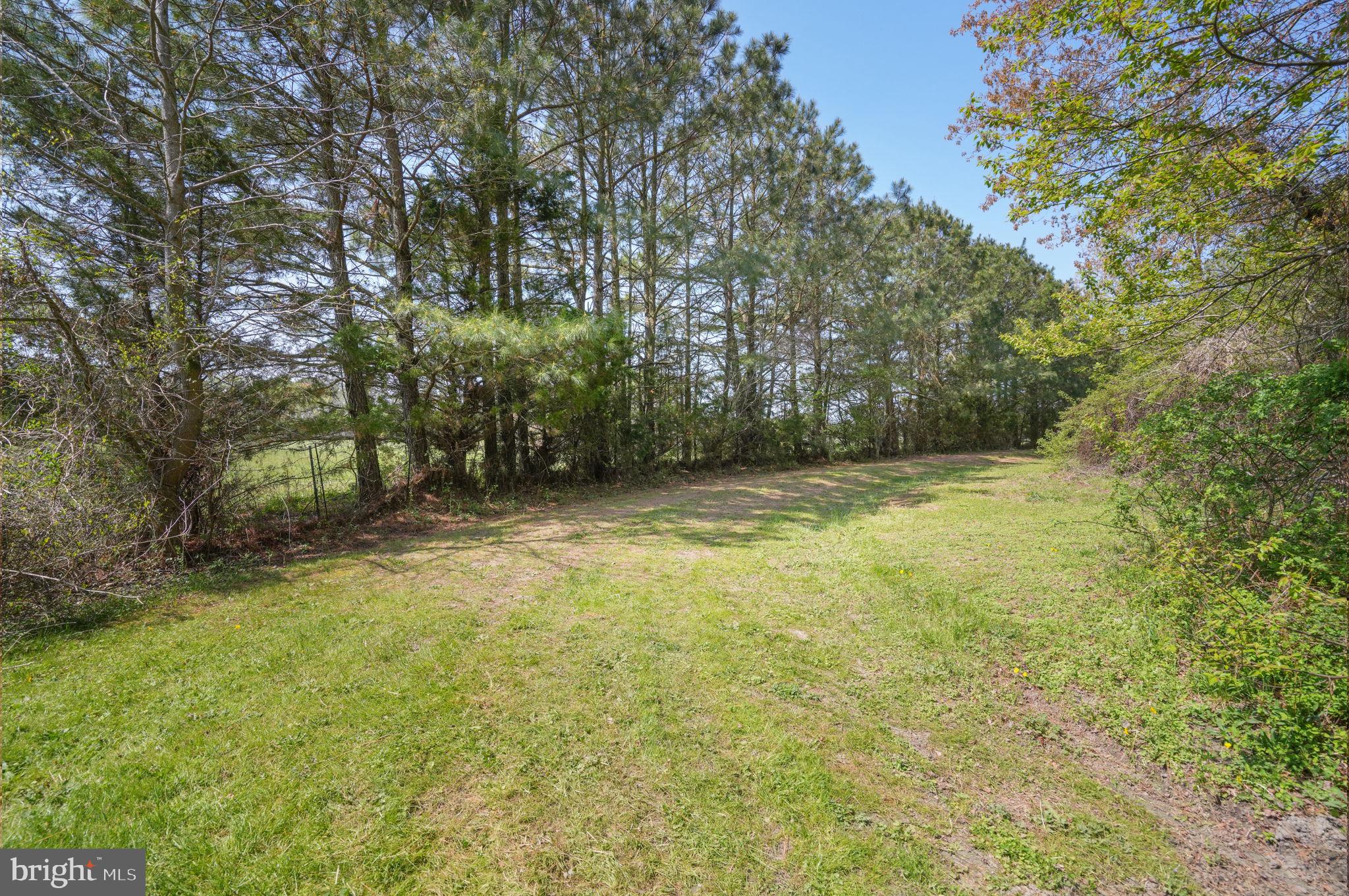 14123 Winterville Road Bloxom, VA 23308 - Photo 60 of 84 a view of a yard with a trees