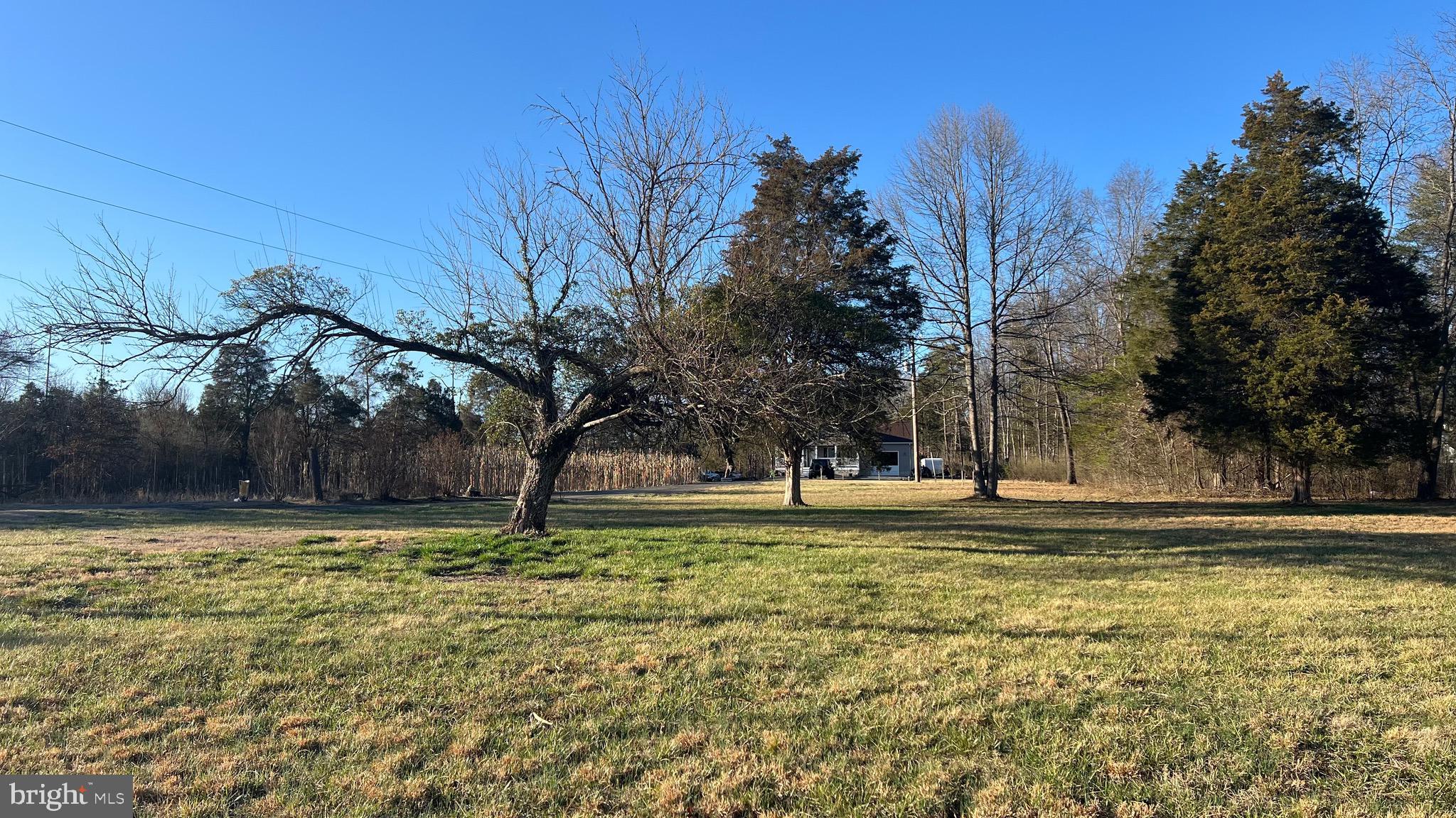 4819 Sudley Road Catharpin, VA 20143 - Photo 2 of 5 a large tree in the middle of a yard