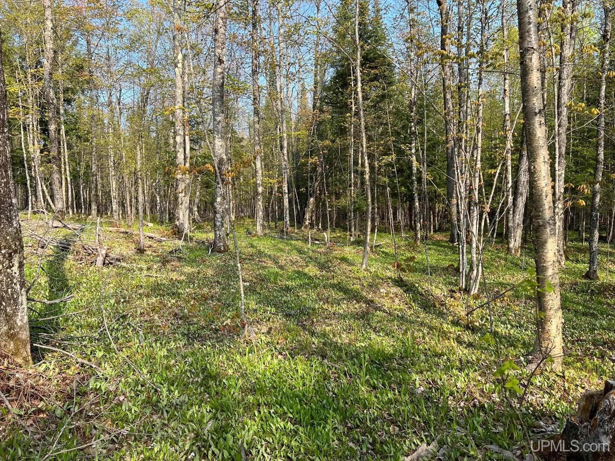 Tbdfg Dog Patch Road, Unit LOT F AND G Lanse, MI 49946 - Photo 9 of 17