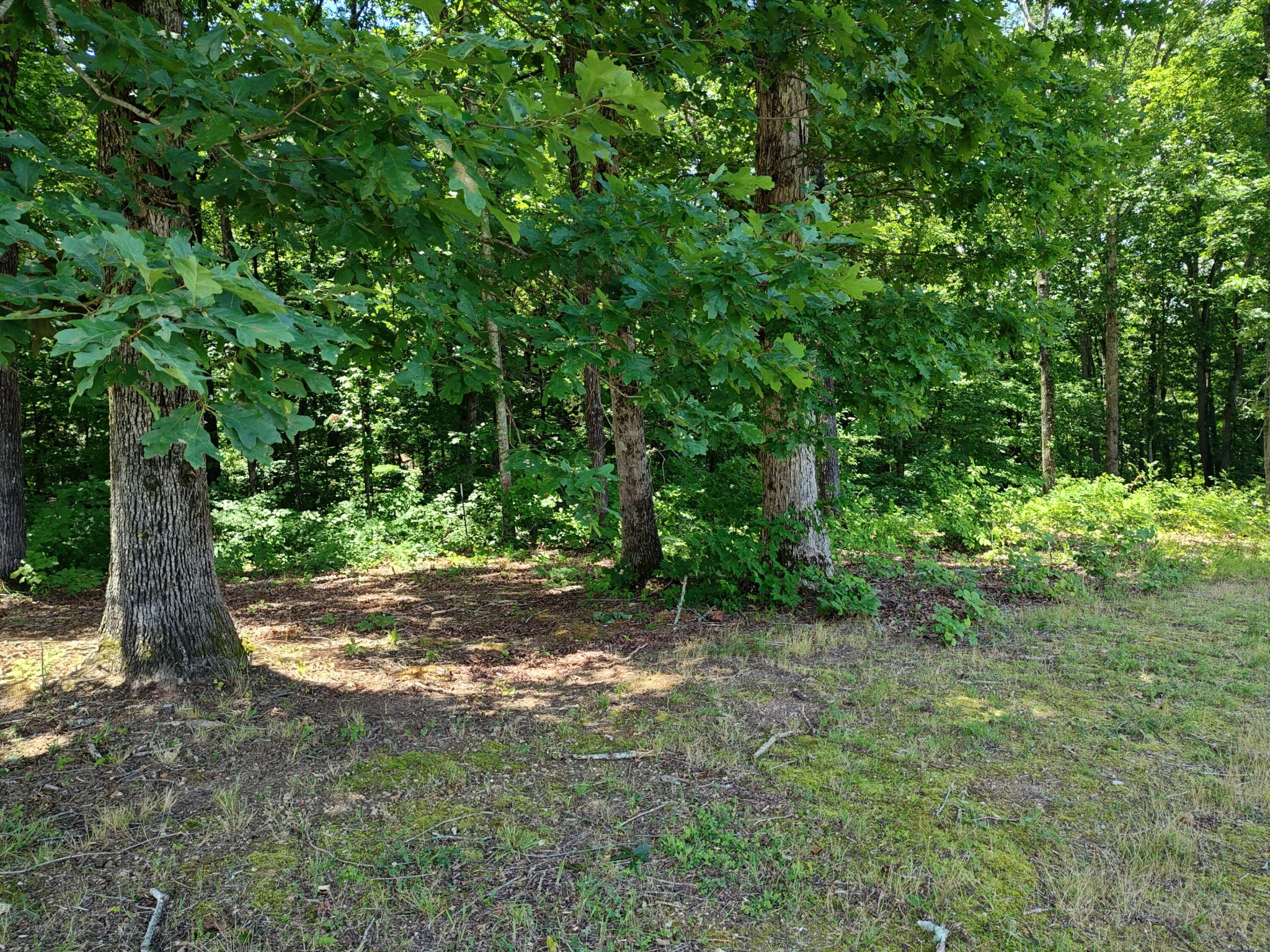 6428 Espalier Drive Decatur, TN 37322 - Photo 16 of 24 Gallery Image 16