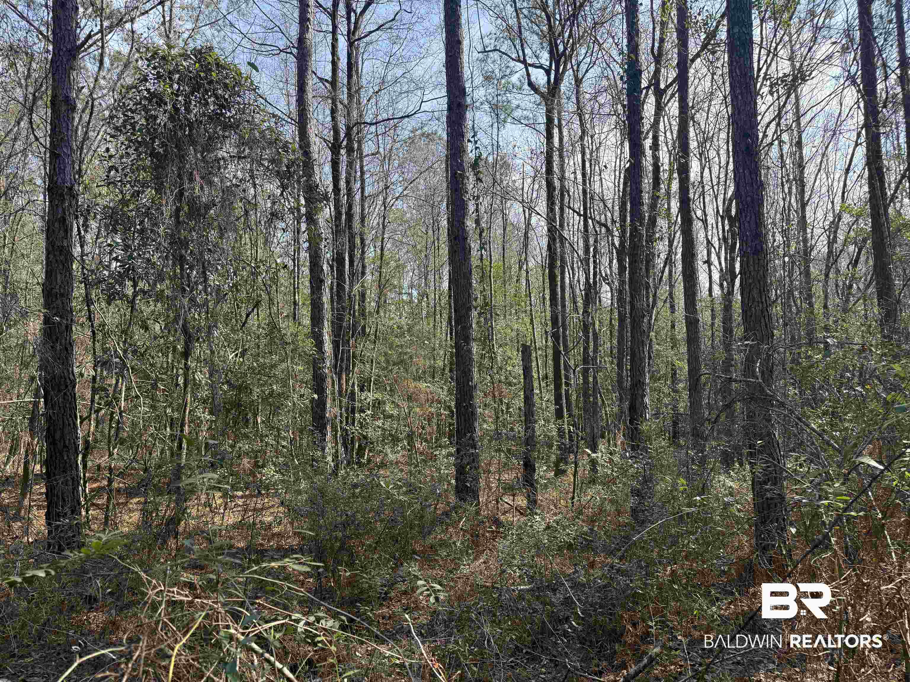 0 Highway 41 Range, AL 36473 - Photo 1 of 11 View of tree filled area