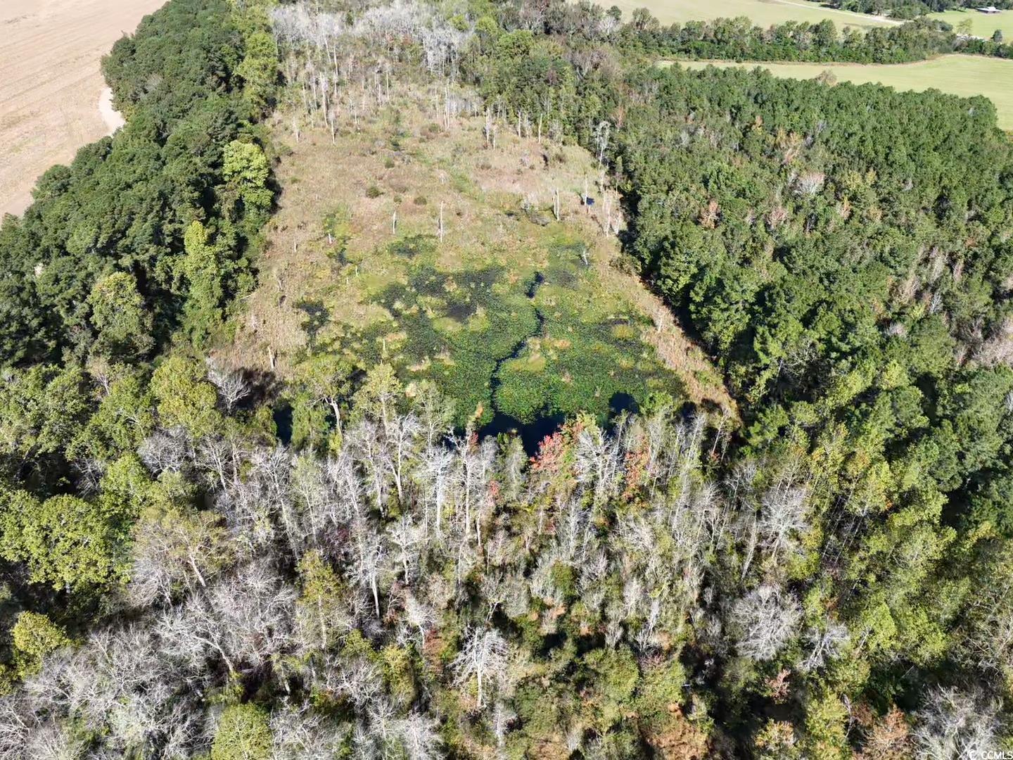 Law Road Pinewood, SC 29125 - Photo 12 of 23 Gallery Image 12