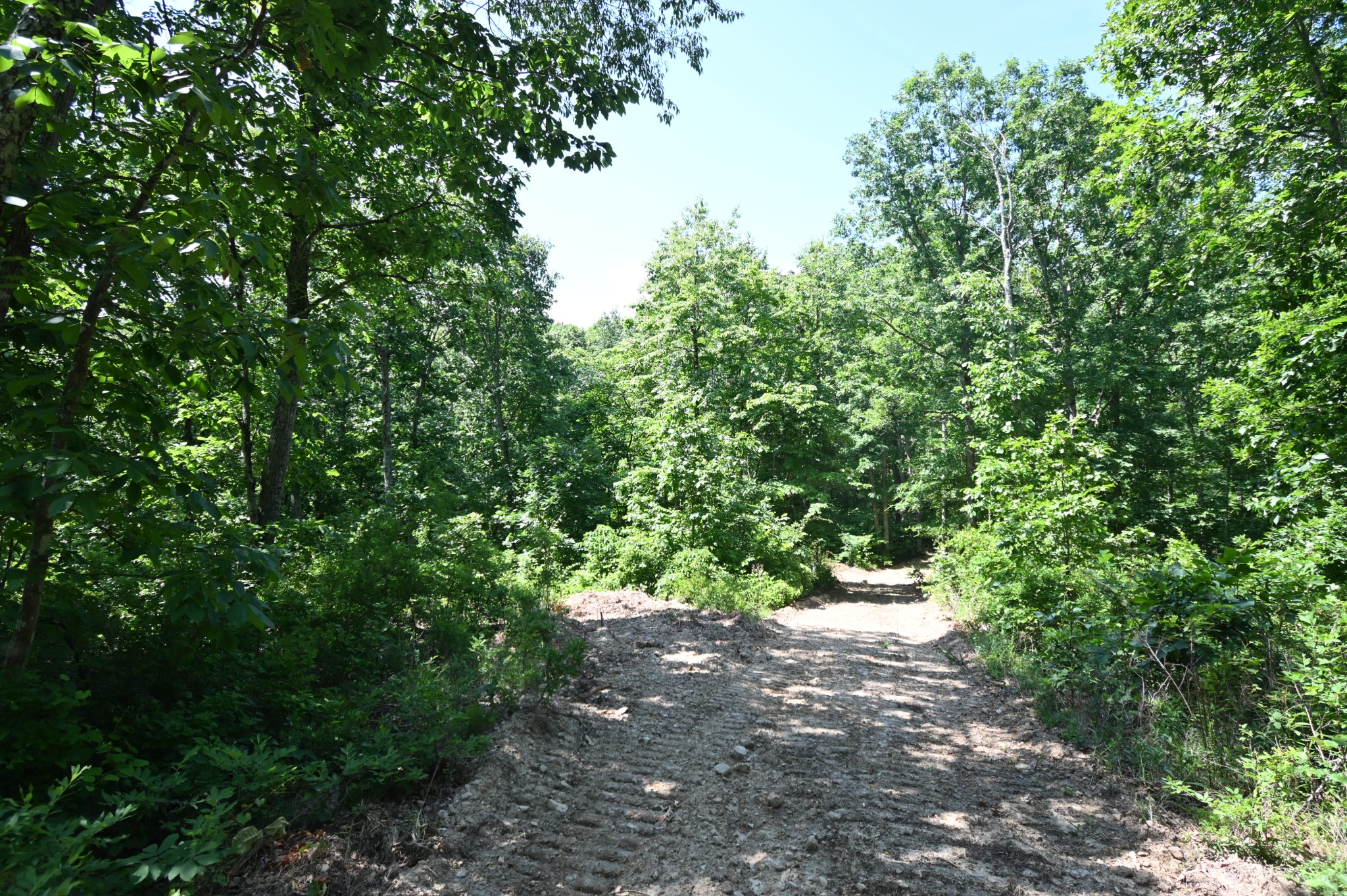 0 Bear Creek Road Waverly, TN 37185 - Photo 4 of 35 a view of a forest with a tree