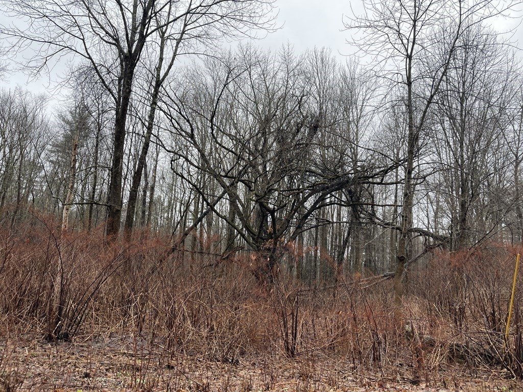 91 Clark Road Sturbridge, MA 01518 - Photo 3 of 4 Gallery Image 3