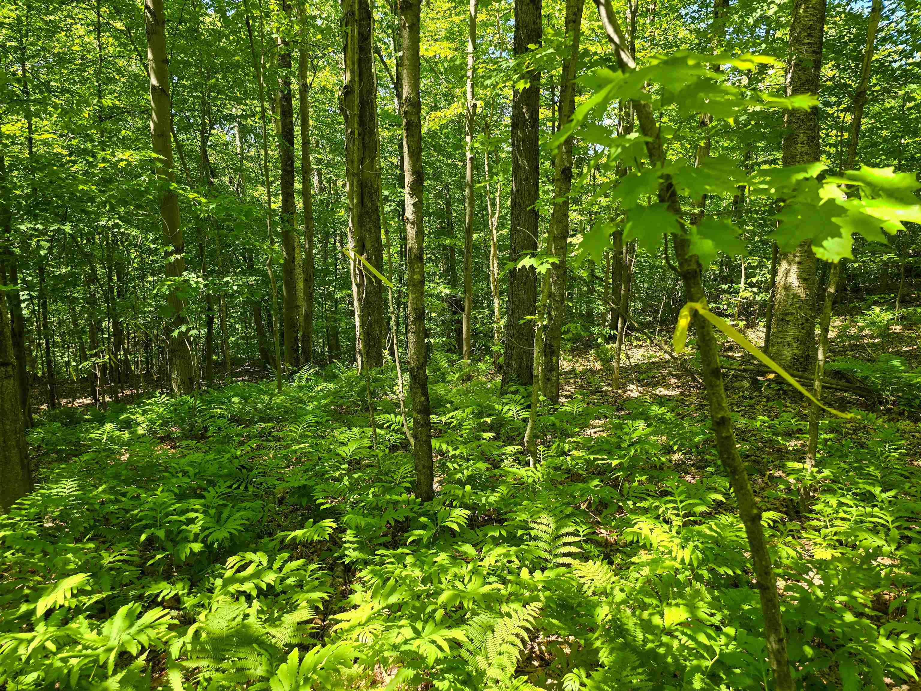 625 French Settlement Road Lincoln, VT 05443 - Photo 7 of 25